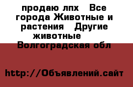 продаю лпх - Все города Животные и растения » Другие животные   . Волгоградская обл.